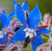 Robe événementielle GREEN