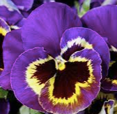 Robe événementielle GREEN