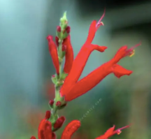 Robe événementielle GREEN